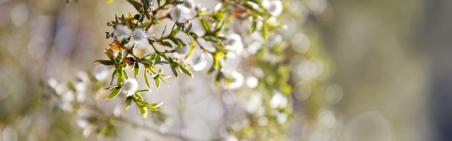 Tree budding close up