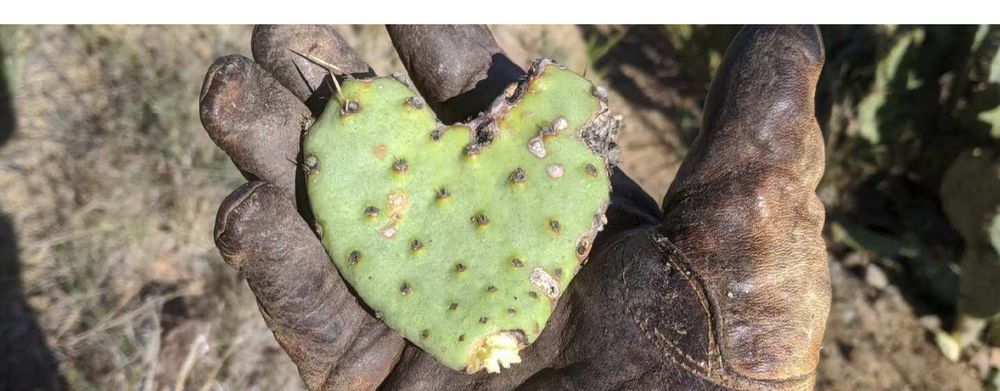 Volunteer-Cactus-Heart.png#asset:1360