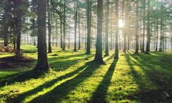 Forestwithsun Mid