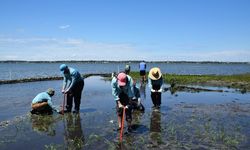 Fedconsplant Plugs At Pks 1280X855