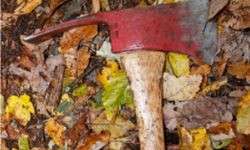 An axe laying on a fall forest floor