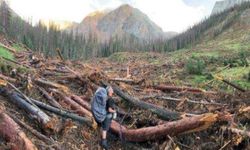 A view of a valley with logs laying in a clearing