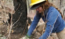 Crew member plants a pine tree seedling