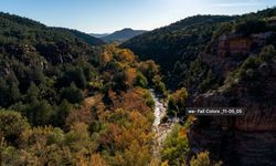 Aerial view of a forest
