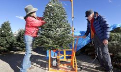 Two people cut down a christmas tree