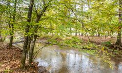 Photo of a creek lined with trees