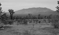 Joshua trees with mountains in the background