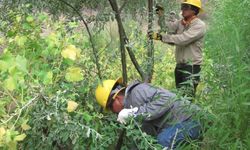 Southwest Conservation Corps Youth Working in Glen Canyon NRA