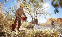 Russian Olive 10 13 2019