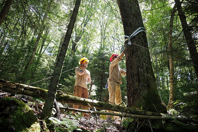 Crew members attaching the highline to a tree